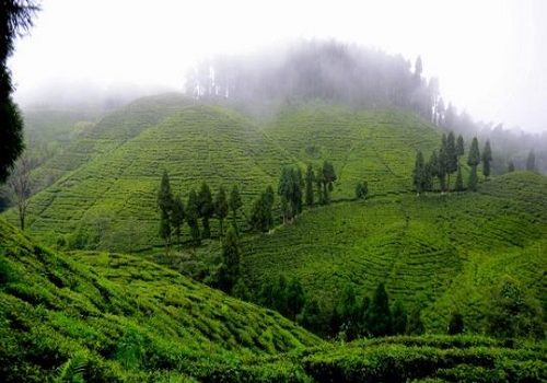 Goodricke Group Limited’s Darjeeling Gardens Achieve Remarkable Carbon Sequestration Milestone